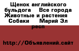 Щенок английского бульдога  - Все города Животные и растения » Собаки   . Марий Эл респ.